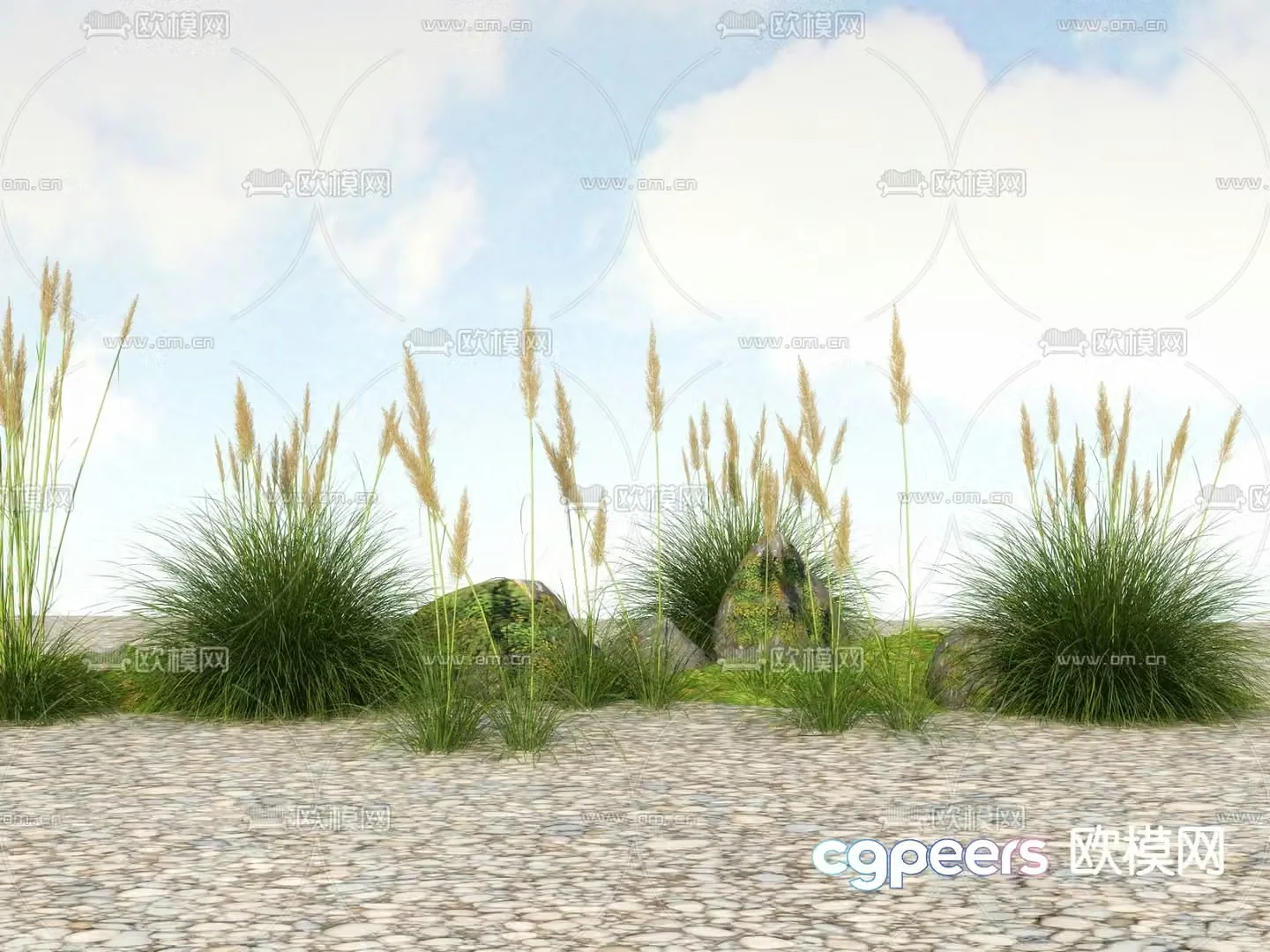 Flowers and plants Wild grass Reeds 3D model
