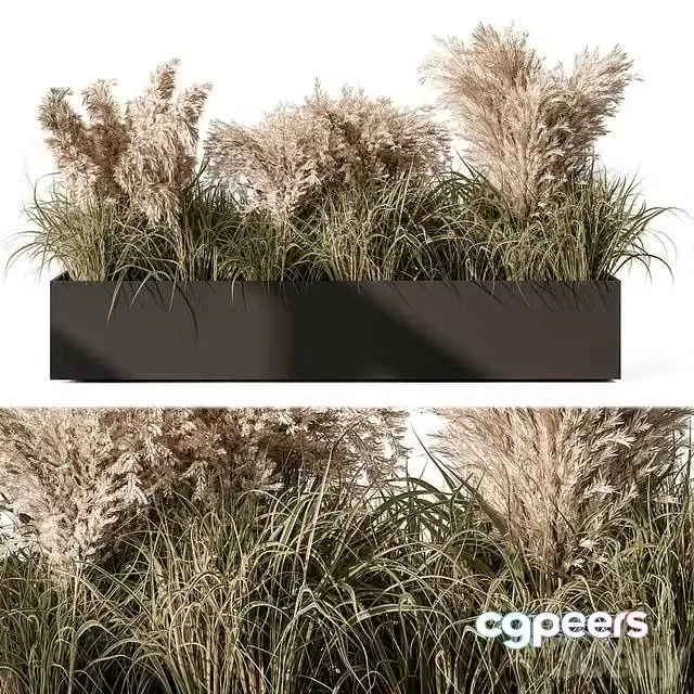 3ds Max Free – Pampas Plants – Outdoor Plants Set 433