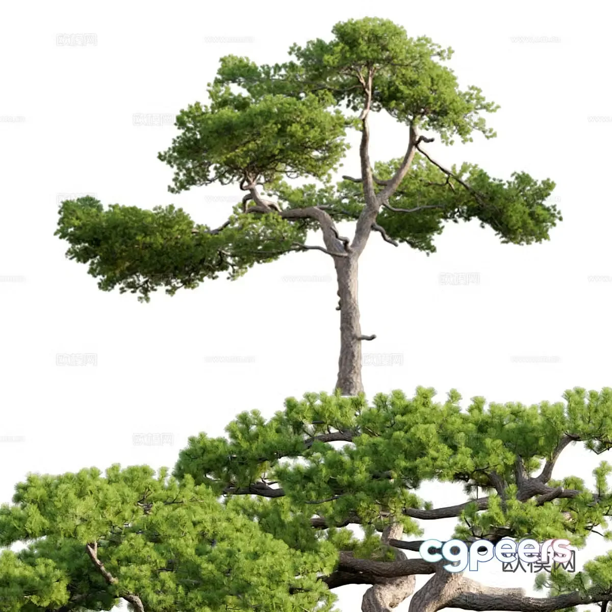 Pine tree 3d model