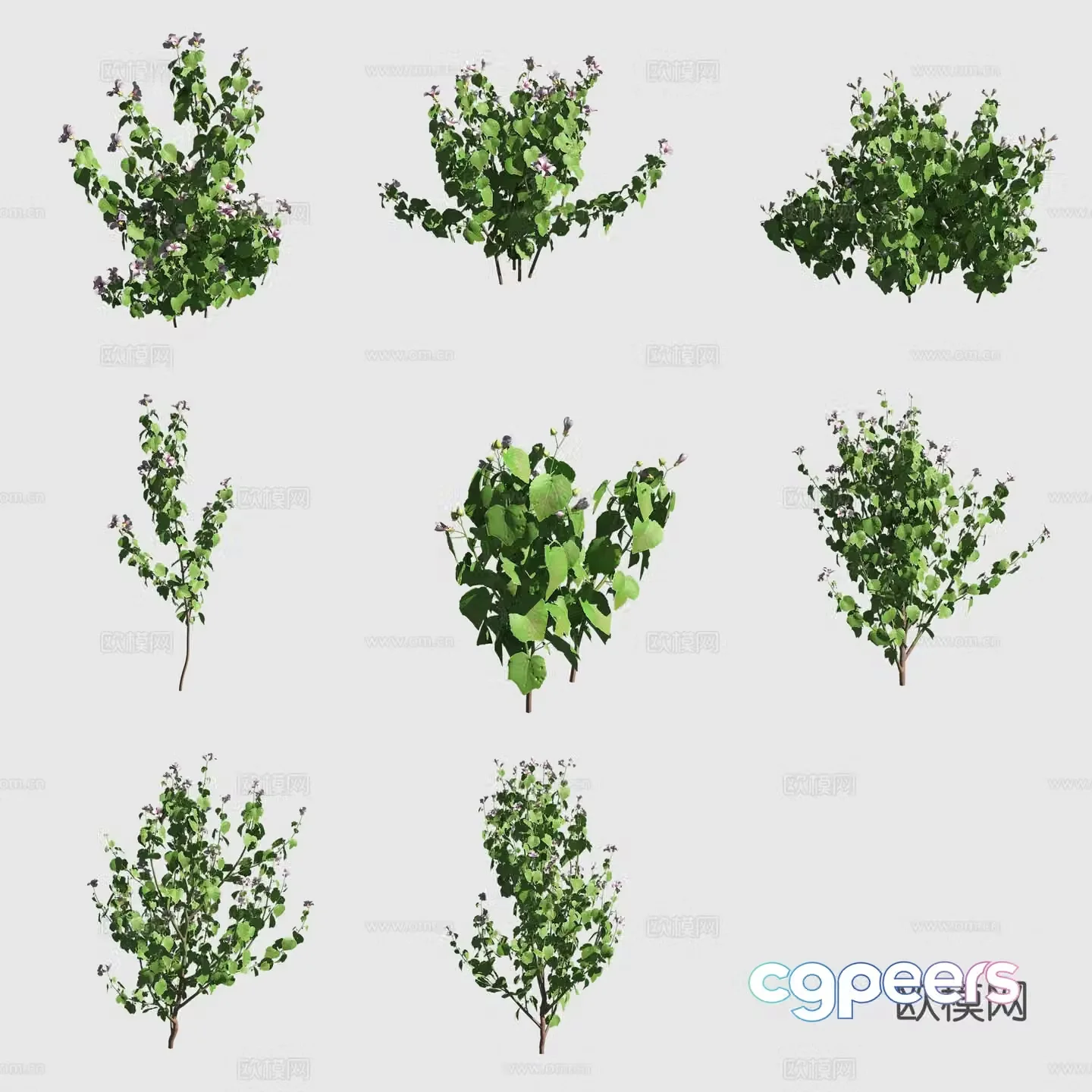 Fork-tailed hibiscus hawaiian plant 3d model