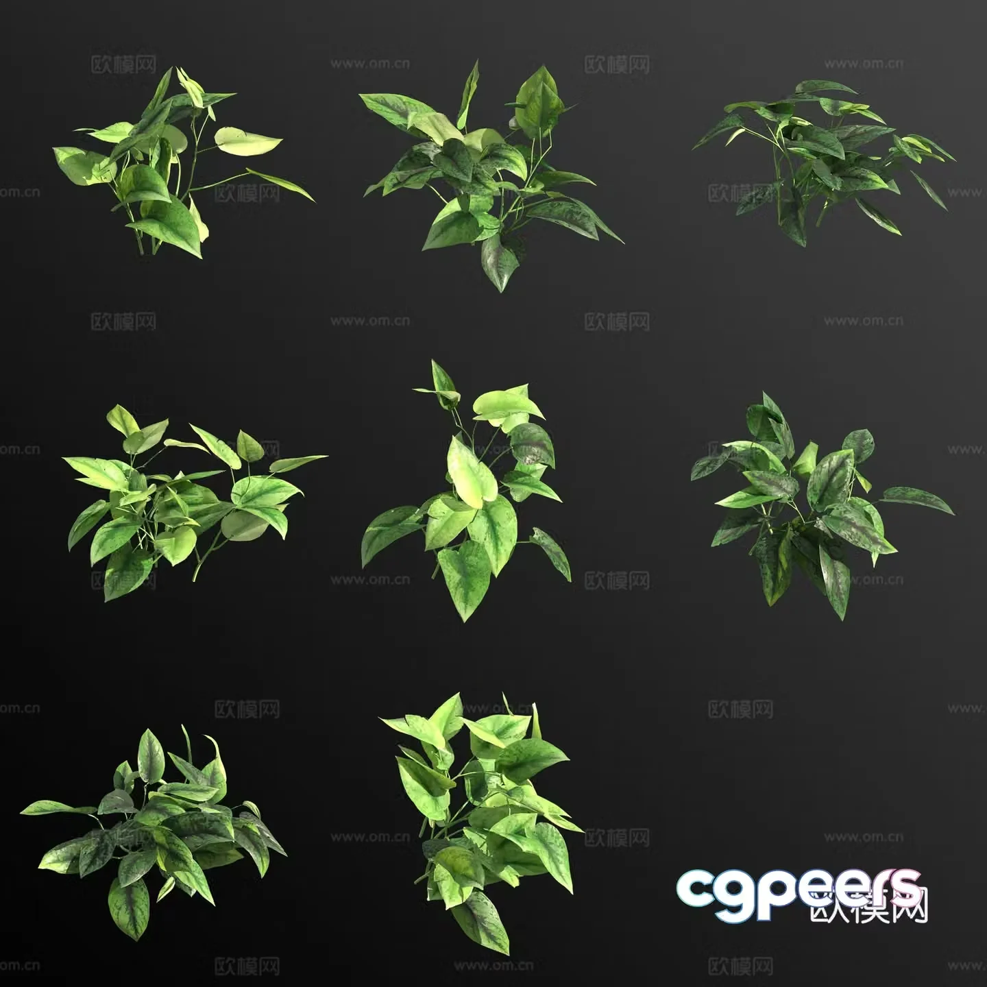 3D model of silver kudzu green plant