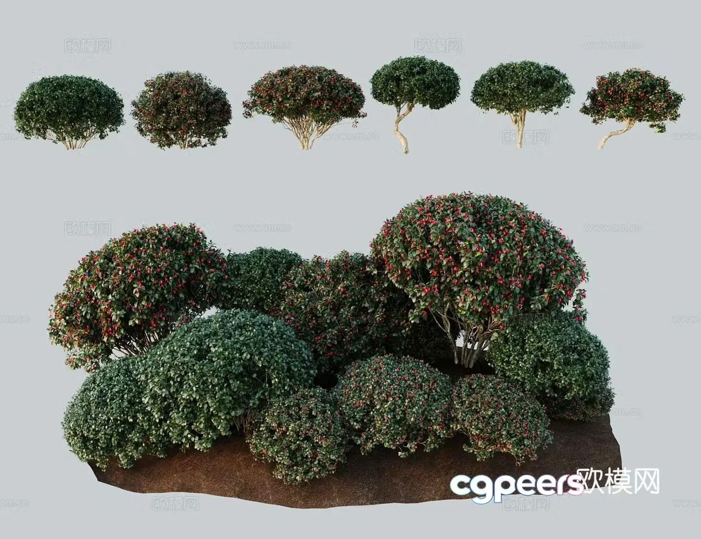 Modern landscape tree Ouwei Spear spindle tree 3d model
