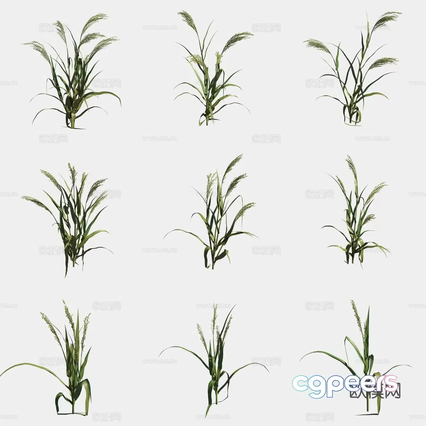 3D model of jimizu crops