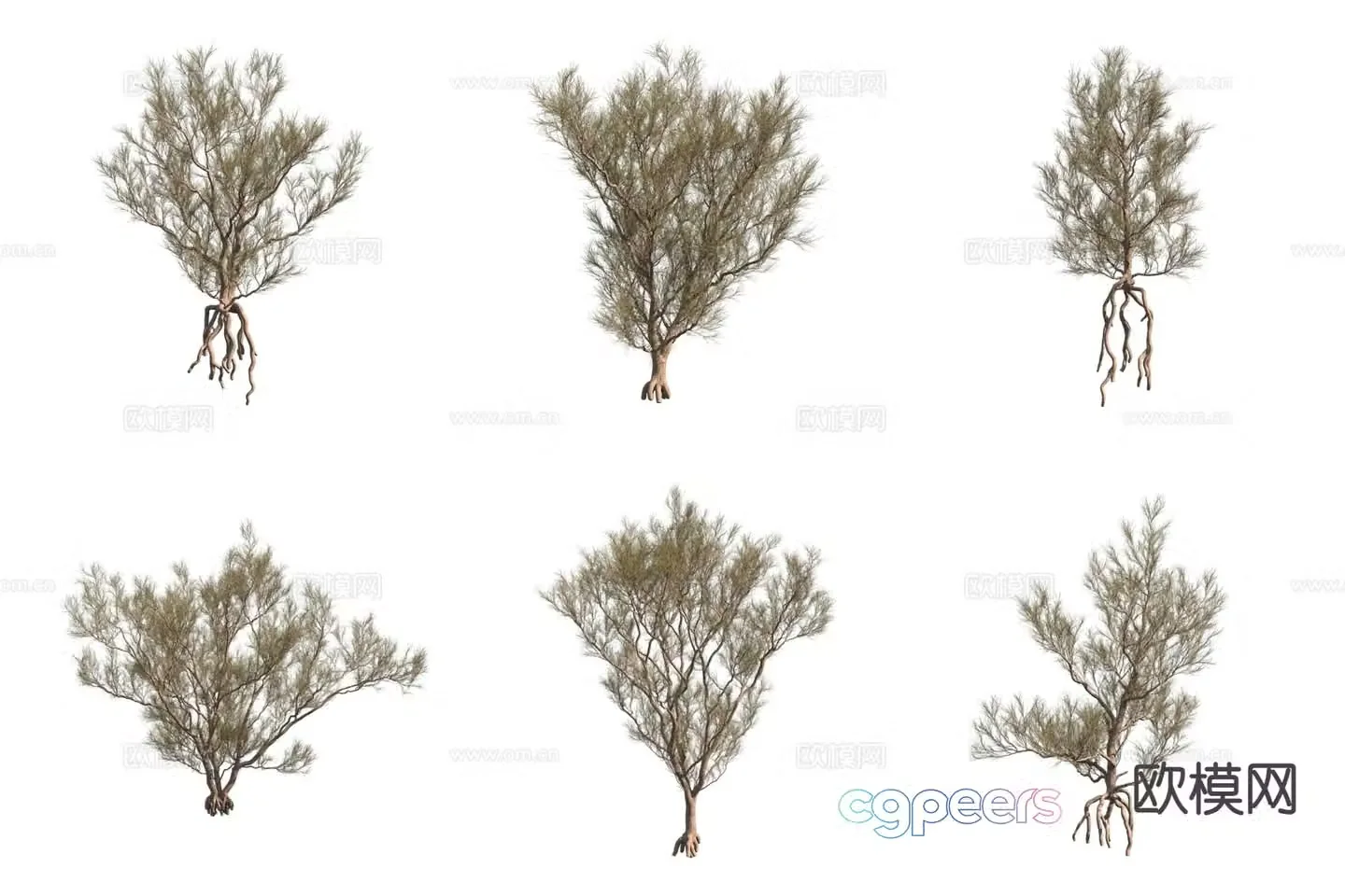 Haloxylon ammodendron tree desert plant shrub 3d model