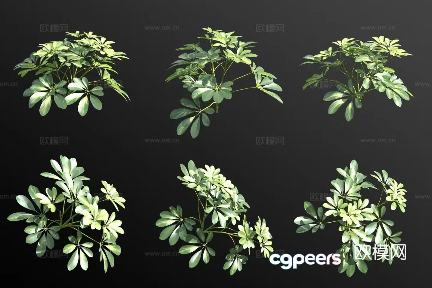 Schefflera shrub small shrub 3d model