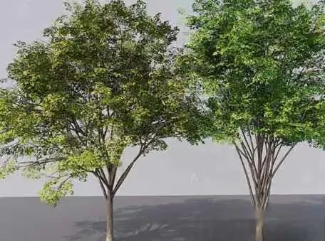 Two Trees 3D Model – 13856 – VRAY Render