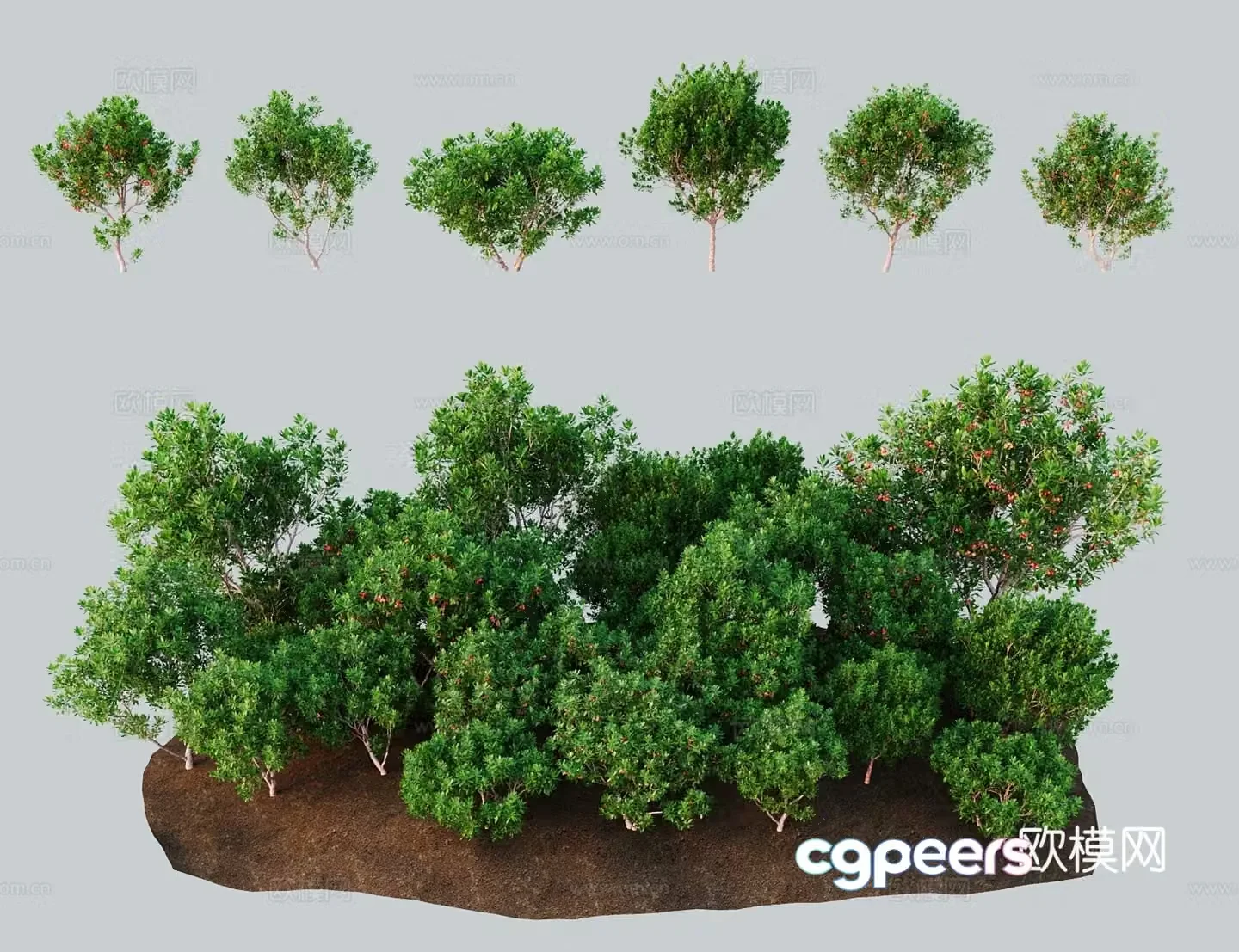 Modern landscape tree Strawberry tree Small leaf strawberry tree Baekberry western strawberry tree 3D model
