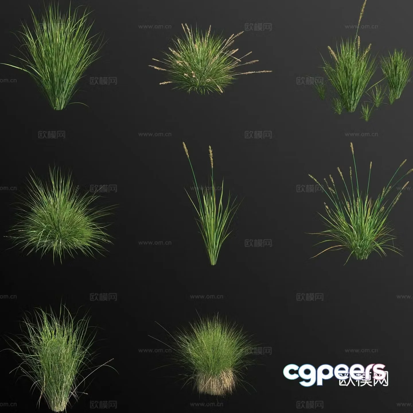 Tight spike grass flower 3d model
