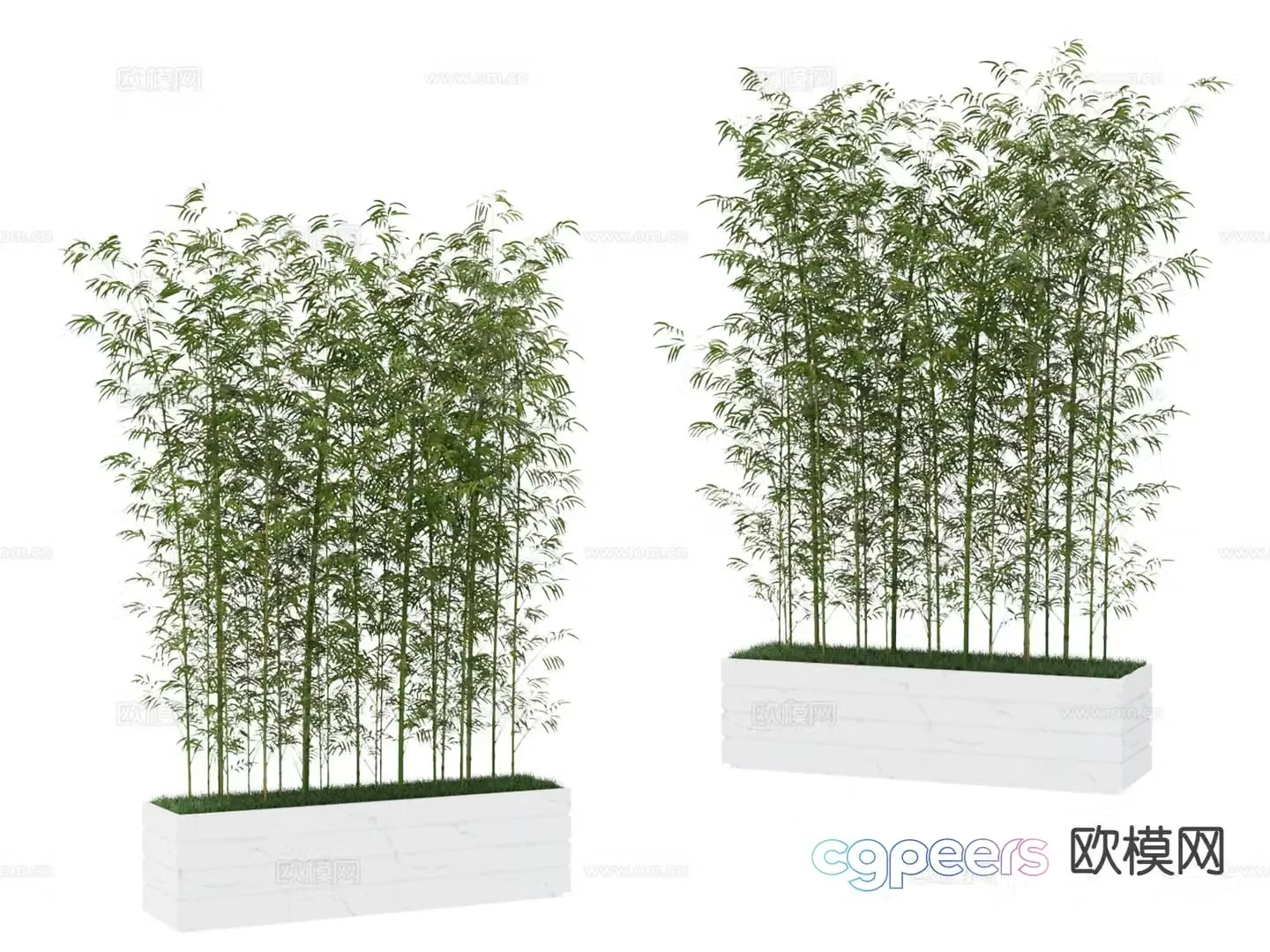 Plant bamboo 3d model