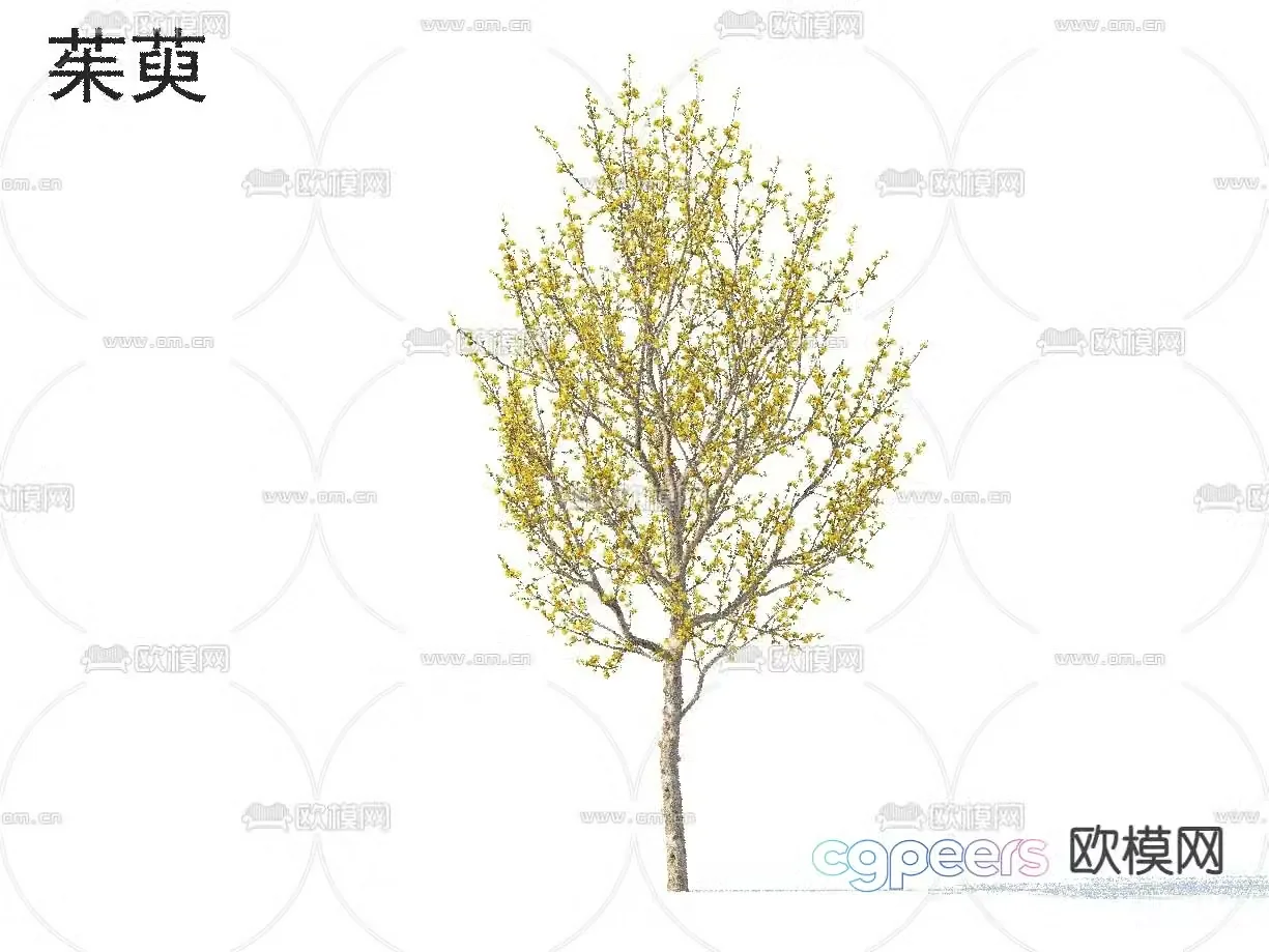 Dogwood Small Tree Tree 3D Model