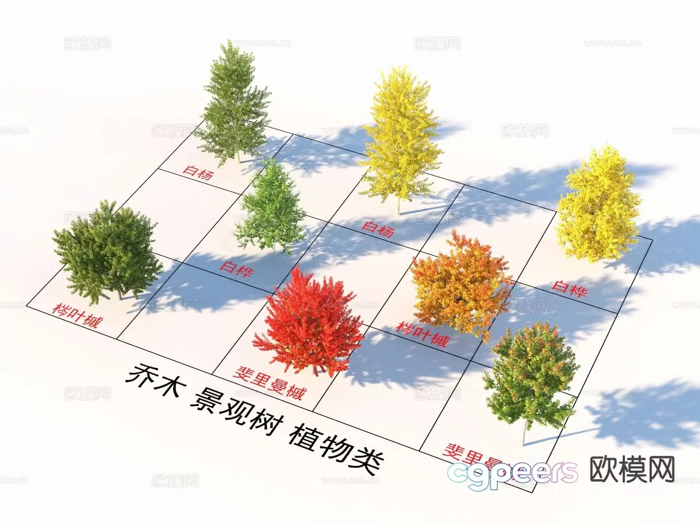 Poplar birch ash leaf maple Firiman maple tree 3D model