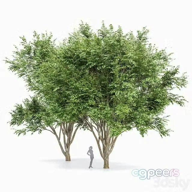 3ds Max Free – European Beech 2 Trees