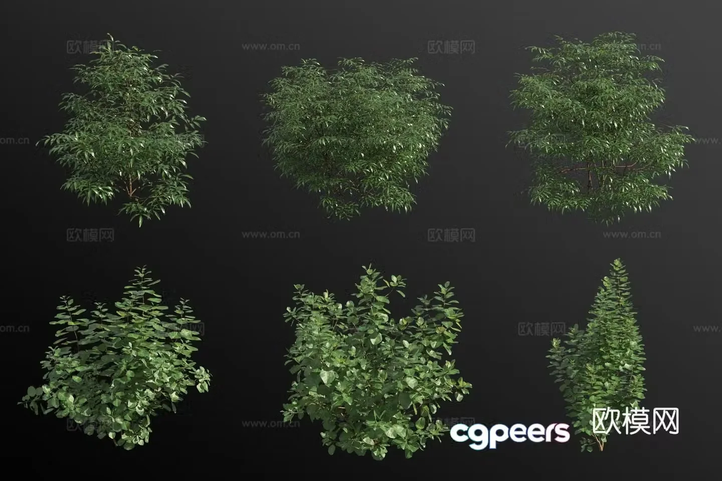 3D model of the pericarp tree flower