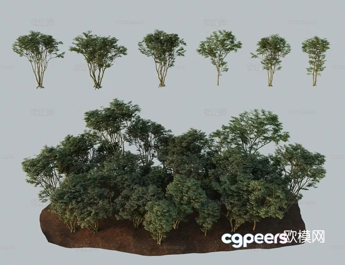 Modern landscape tree chicken claw maple a Douxian small leaf five-angle claw maple willow leaf maple chicken claw maple 3D model