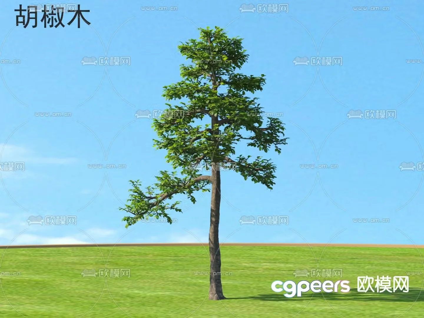 Pepperwood small trees tree plant 3d model