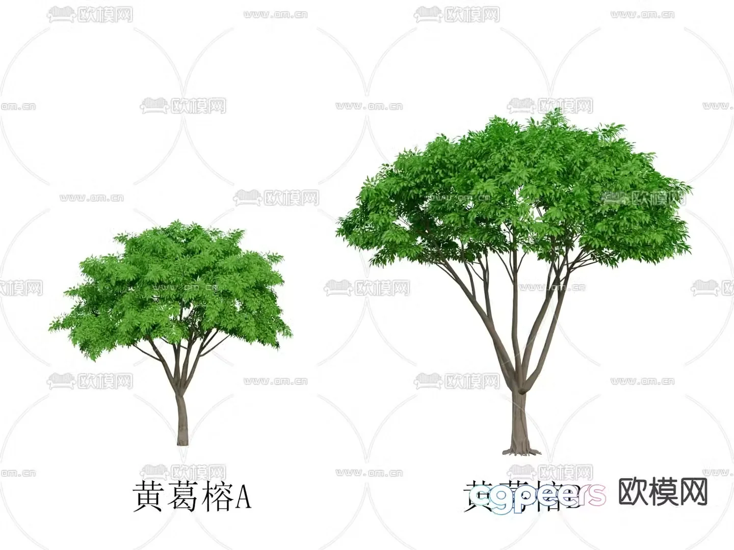 Yellow Pueraria banyan tree landscape tree street tree big tree 3d model