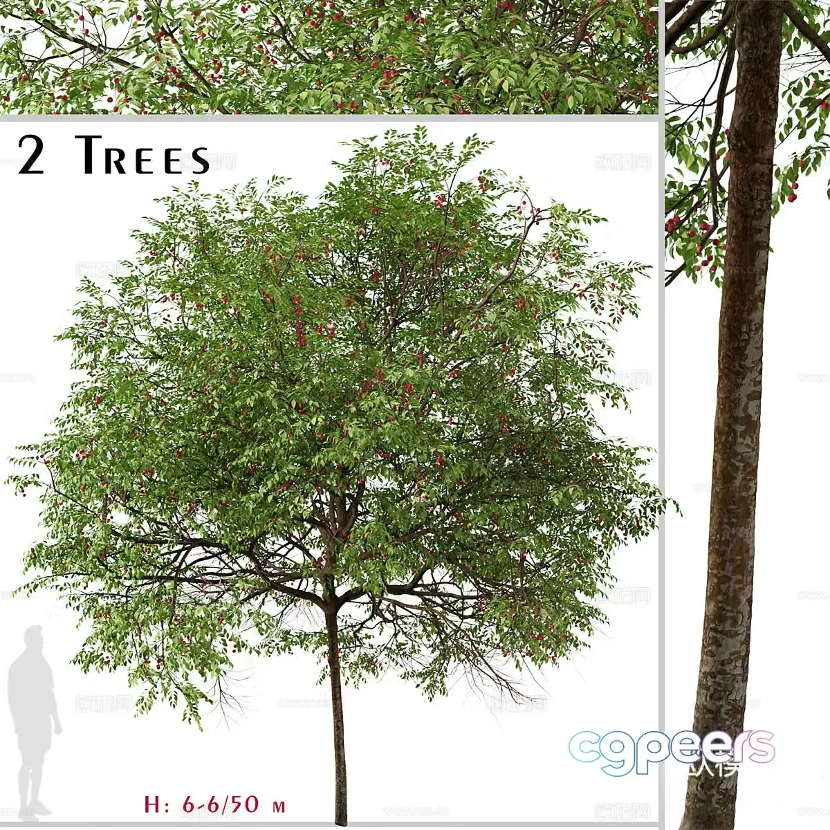Tree Street Tree Garden Tree Urban Greening Landscape Tree Big Tree Decorative Green Plant Outdoor 3D Model