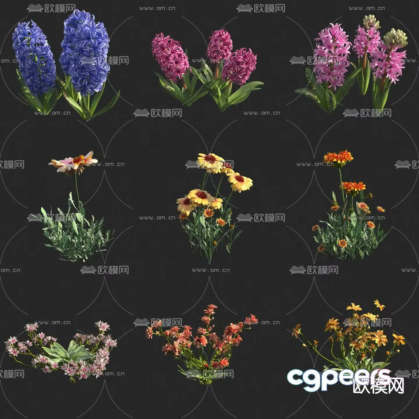 Hyacinth Chrysanthemum Flowers and Plants 3D Model