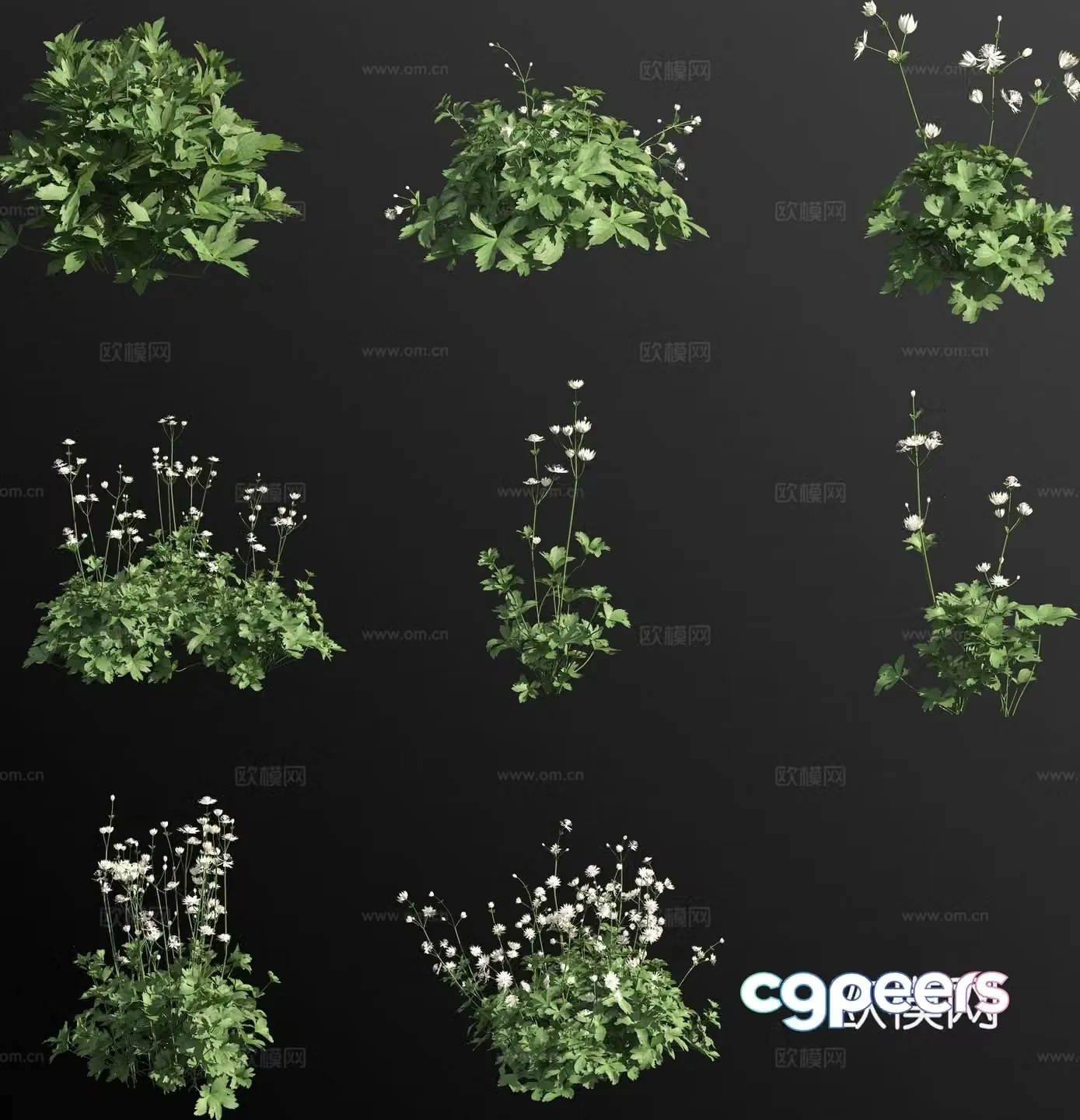 Big star celery flower 3d model