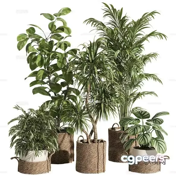 Plants In Woven Baskets 3D Model – 18207 – CORONA Render