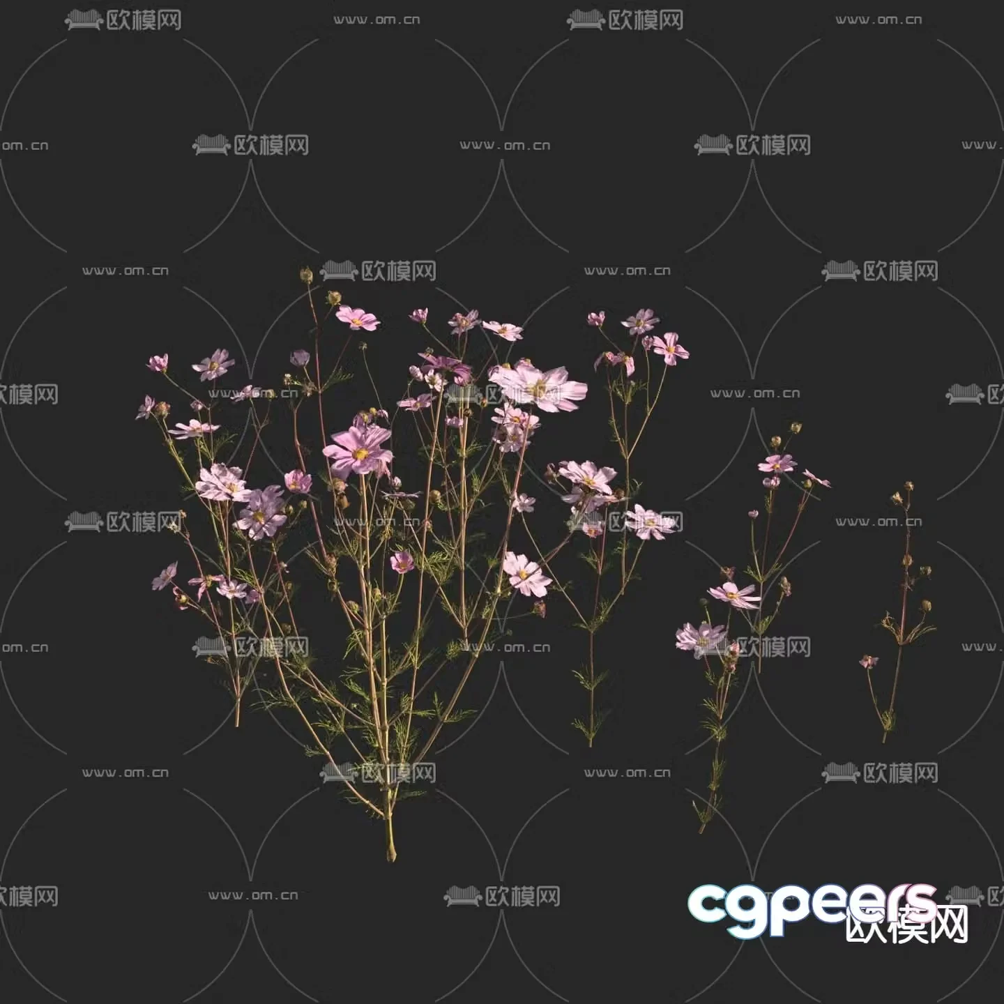 Flowers and plants Big Cosmos 3D model