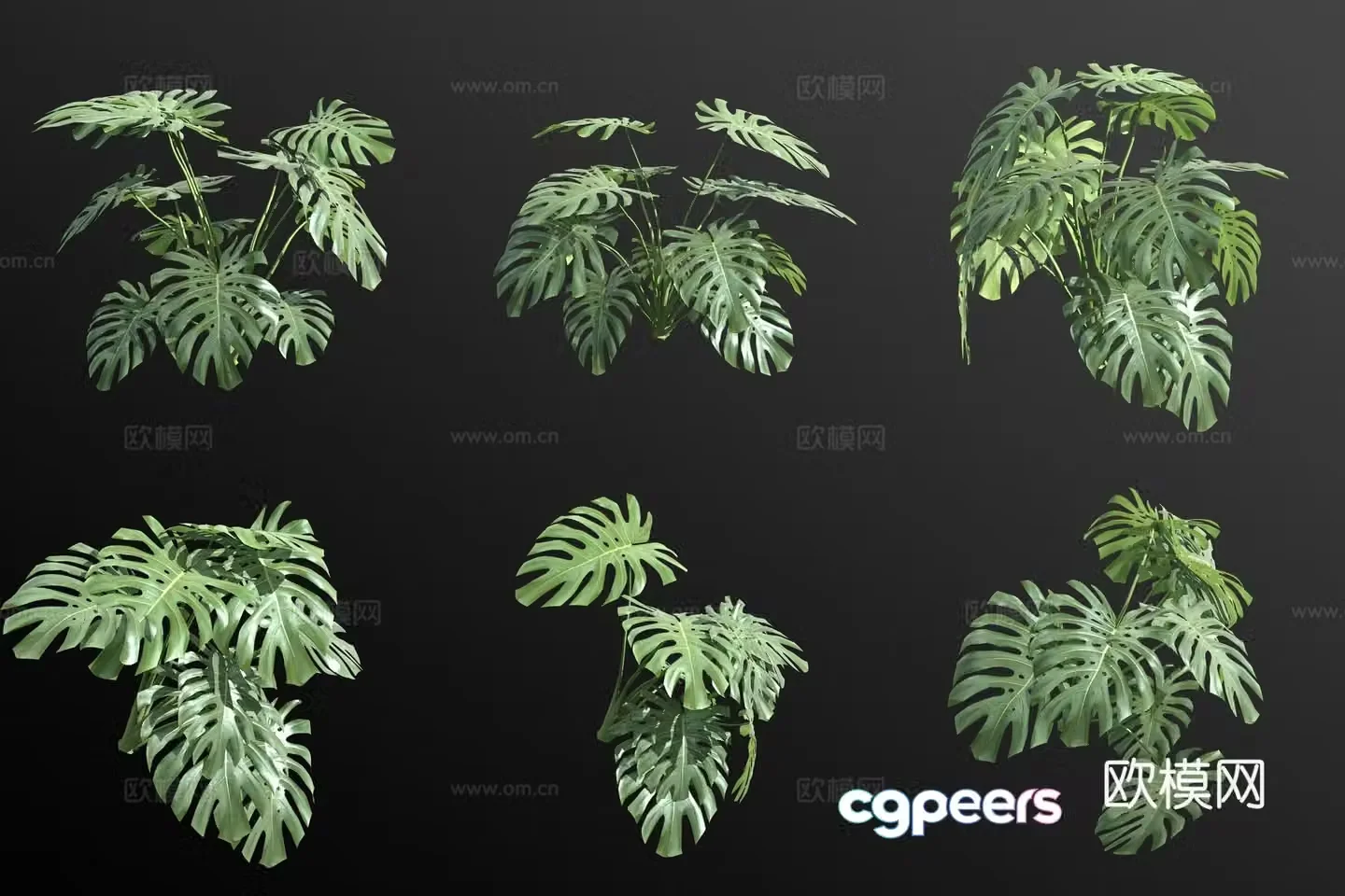 monstera green plants flowers 3d model