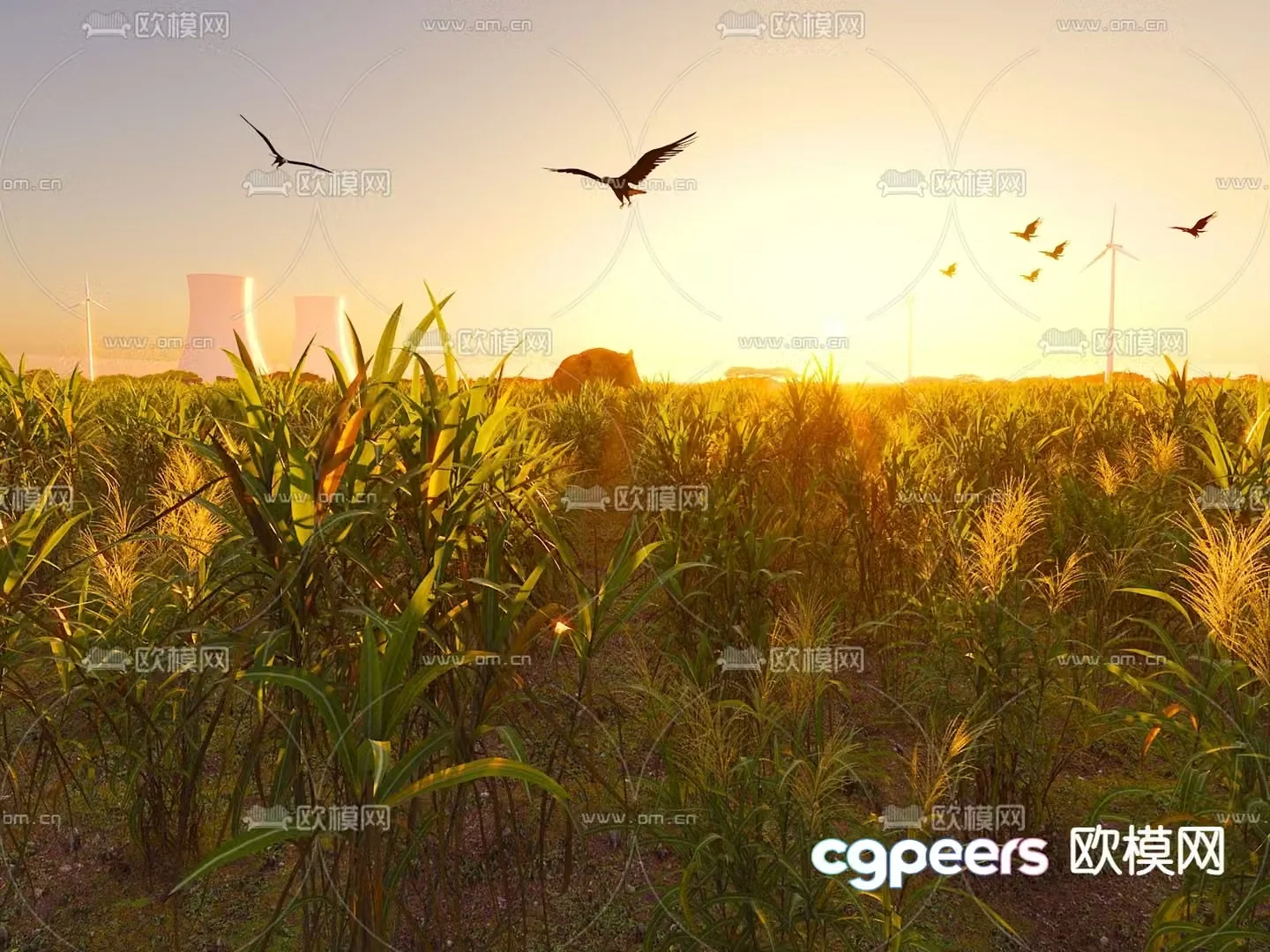 crops corn grain rice field field 3d model