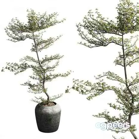 Potted Tree 3D Model – 8980 – VRAY Render