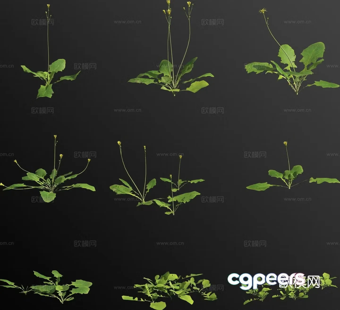 Rice Chacai flowers and plants 3d model