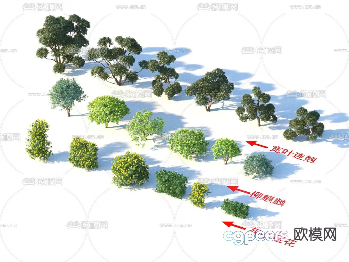 Flowers and plants Gray small crown flower Wide leaf forsythia 3d model