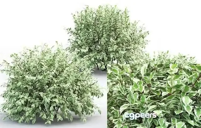 3ds Max Free – Cornus Alba Elegantissima 01