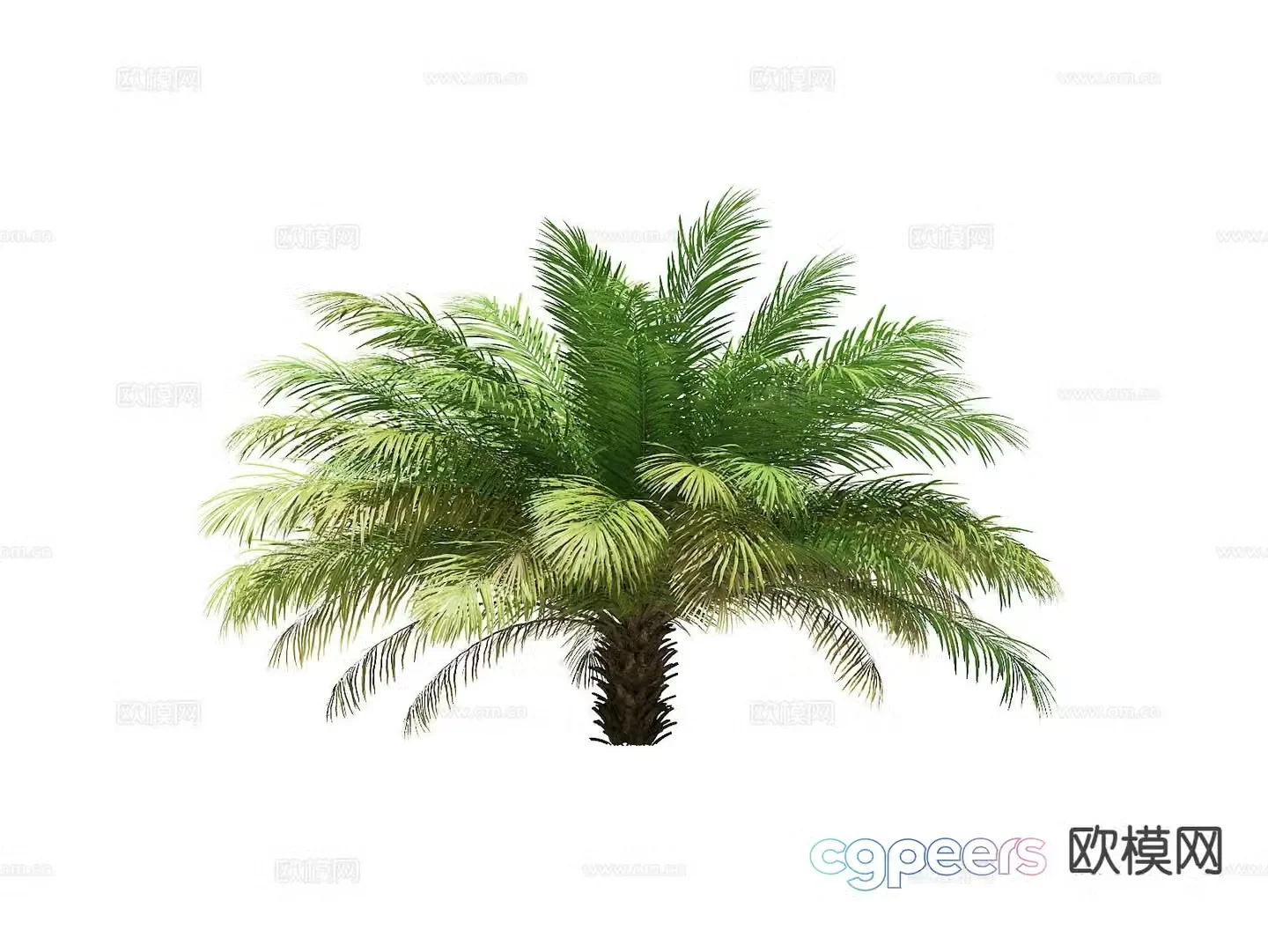 Trees Landscape Trees Street Trees Palm Trees 3D Model