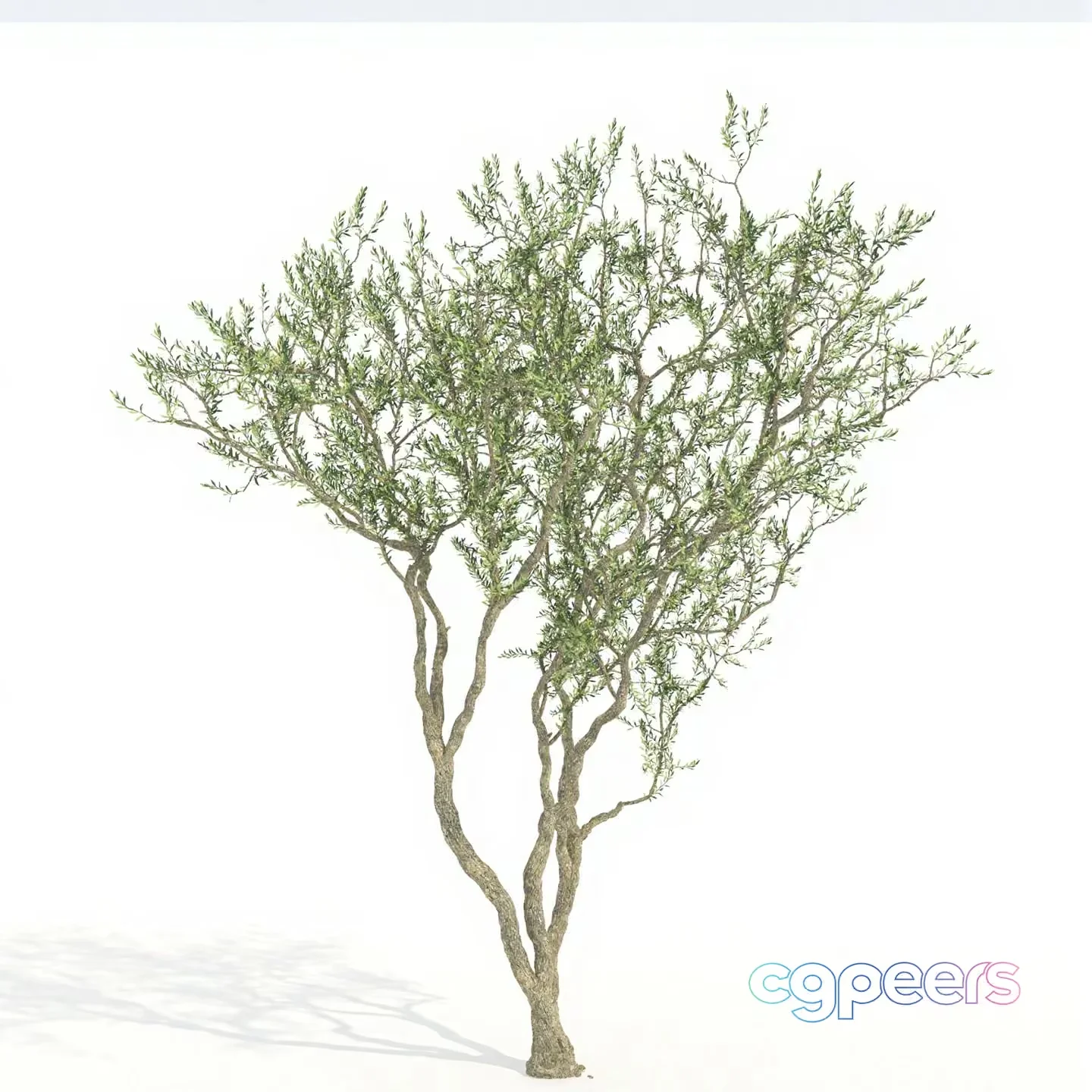 A Tree With Green Leaves 3D Model – 17923 – VRAY Render