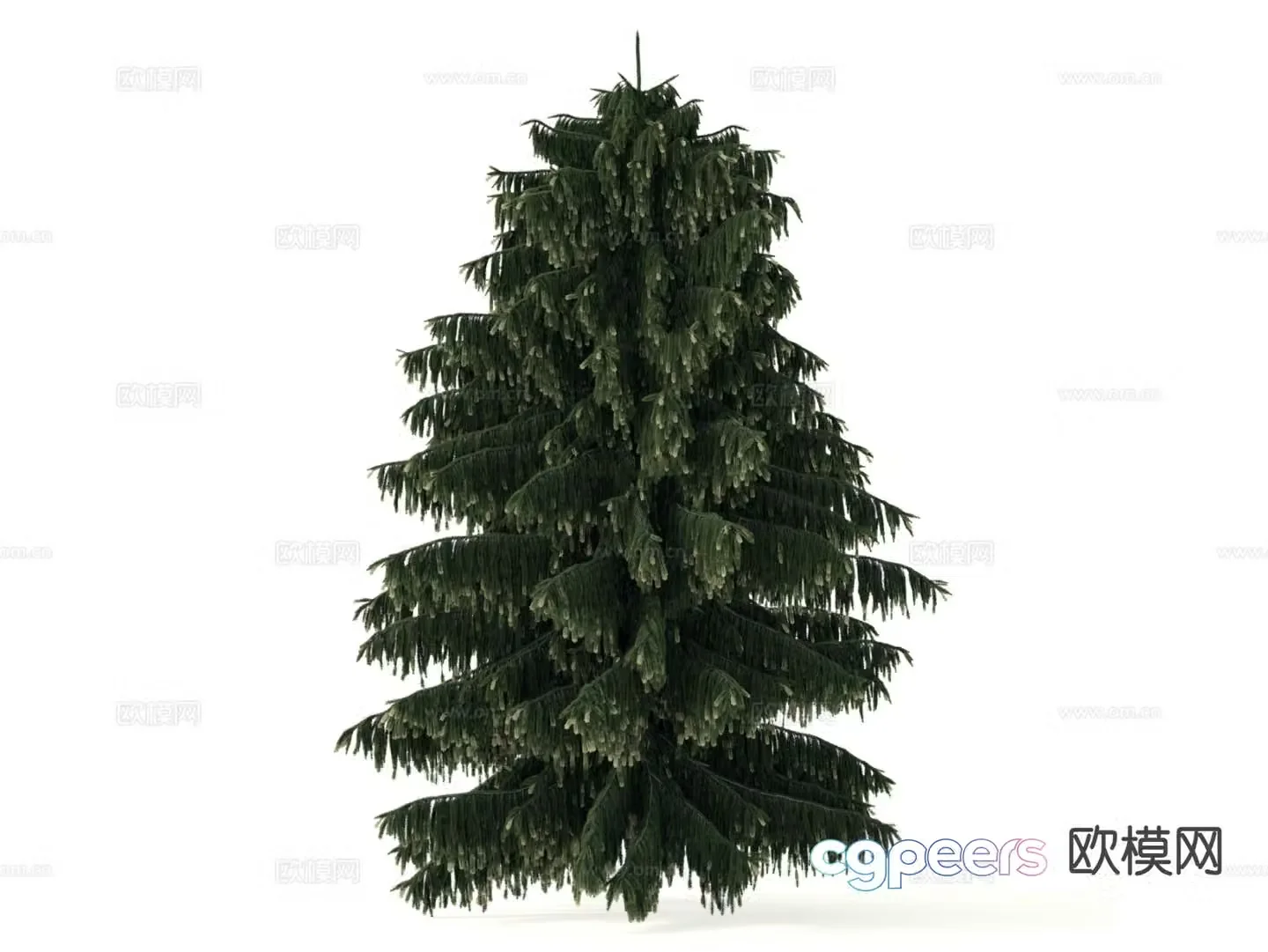 Pine Tree Tree Cypress 3d Model
