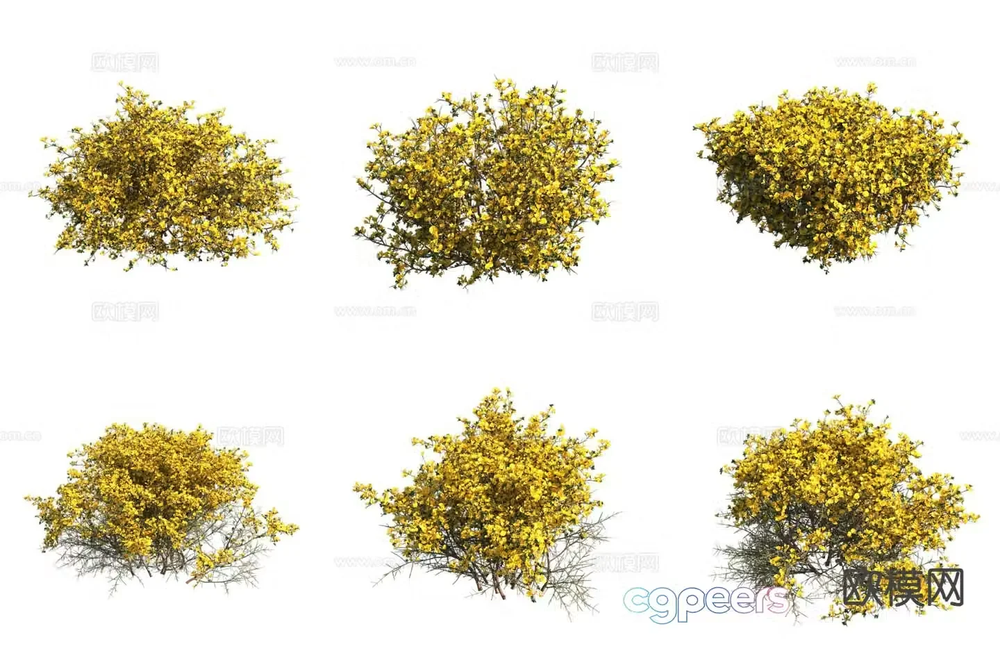acacia shrub plant 3d model