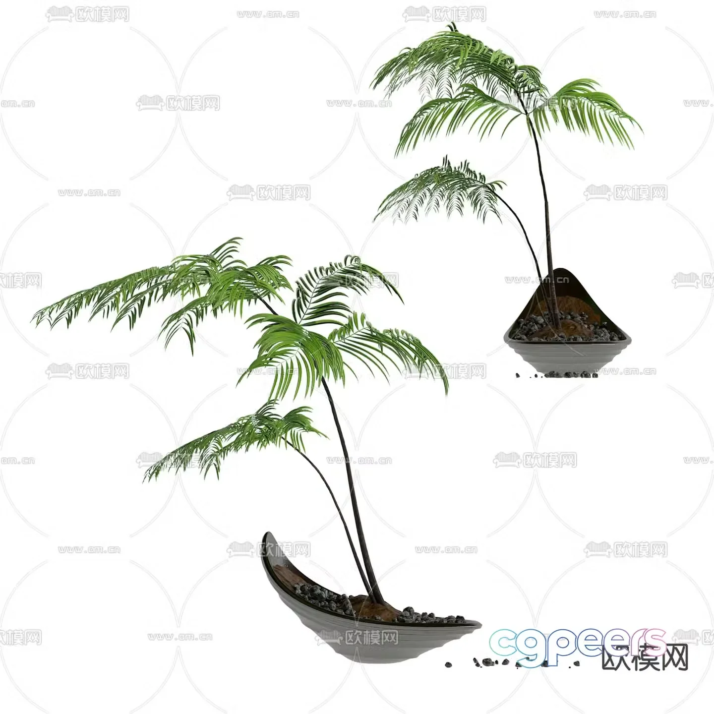 fern potted bonsai 3d model