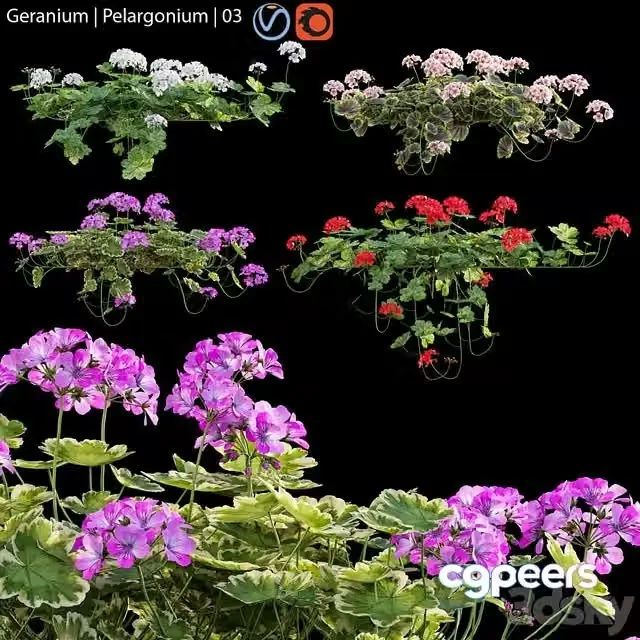 3ds Max Free – Pelargonium Geranium 03