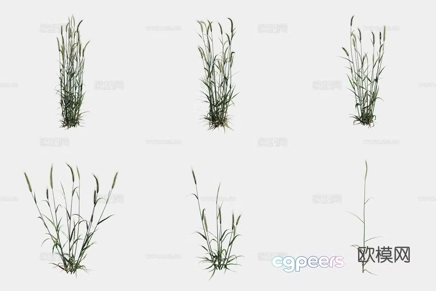 Rye crop crop 3d model
