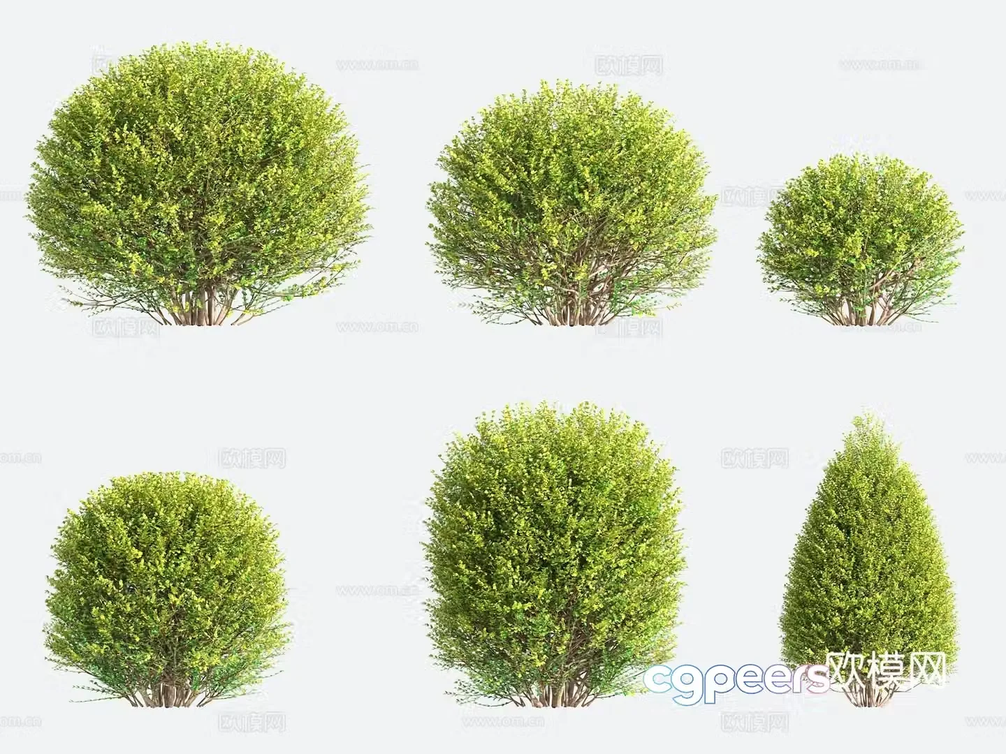 Ornamental Plant Modeling Tree Gardening Shrub 3D Model