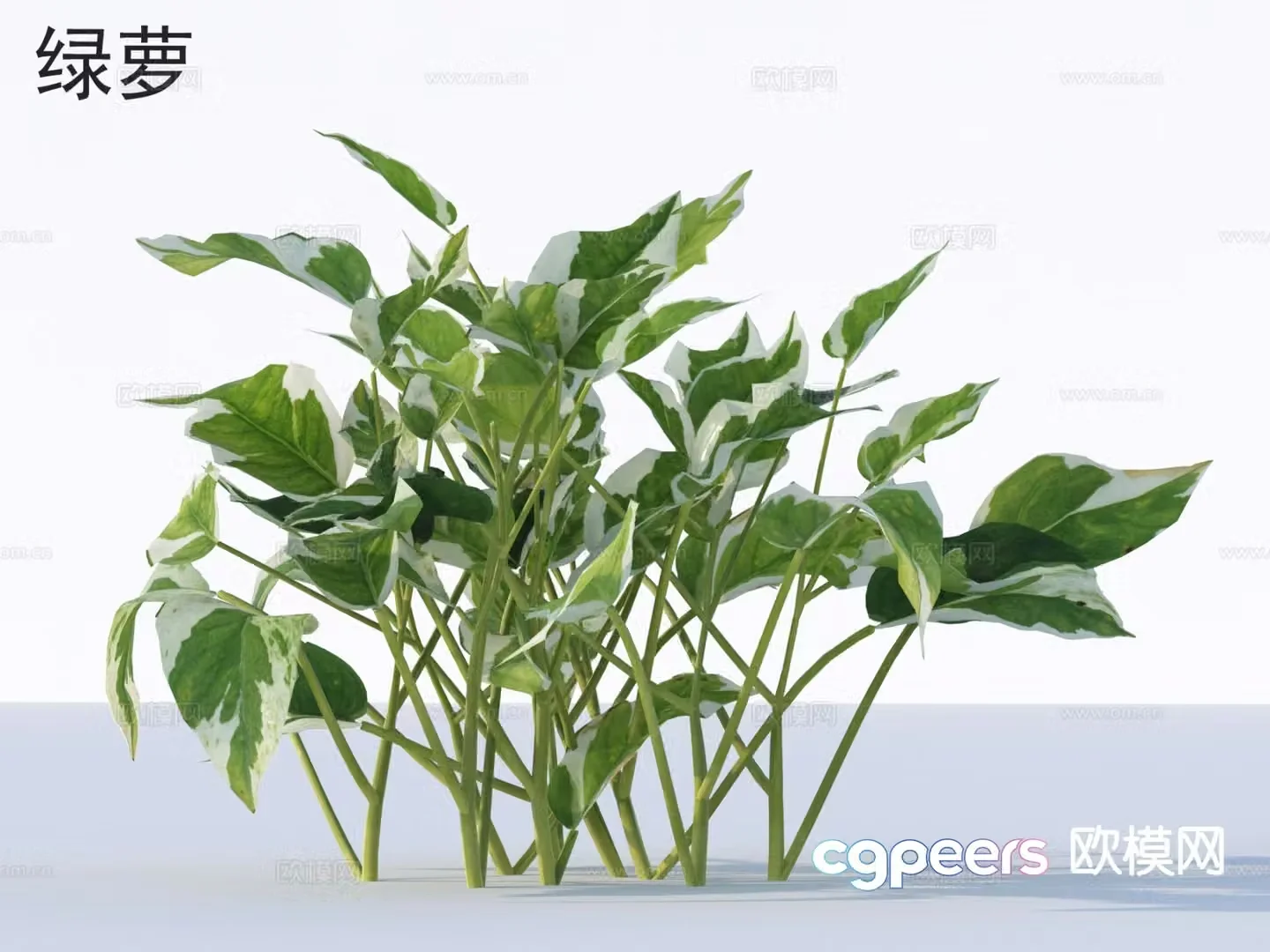 Green ivy flowers plants and shrubs plants 3D model