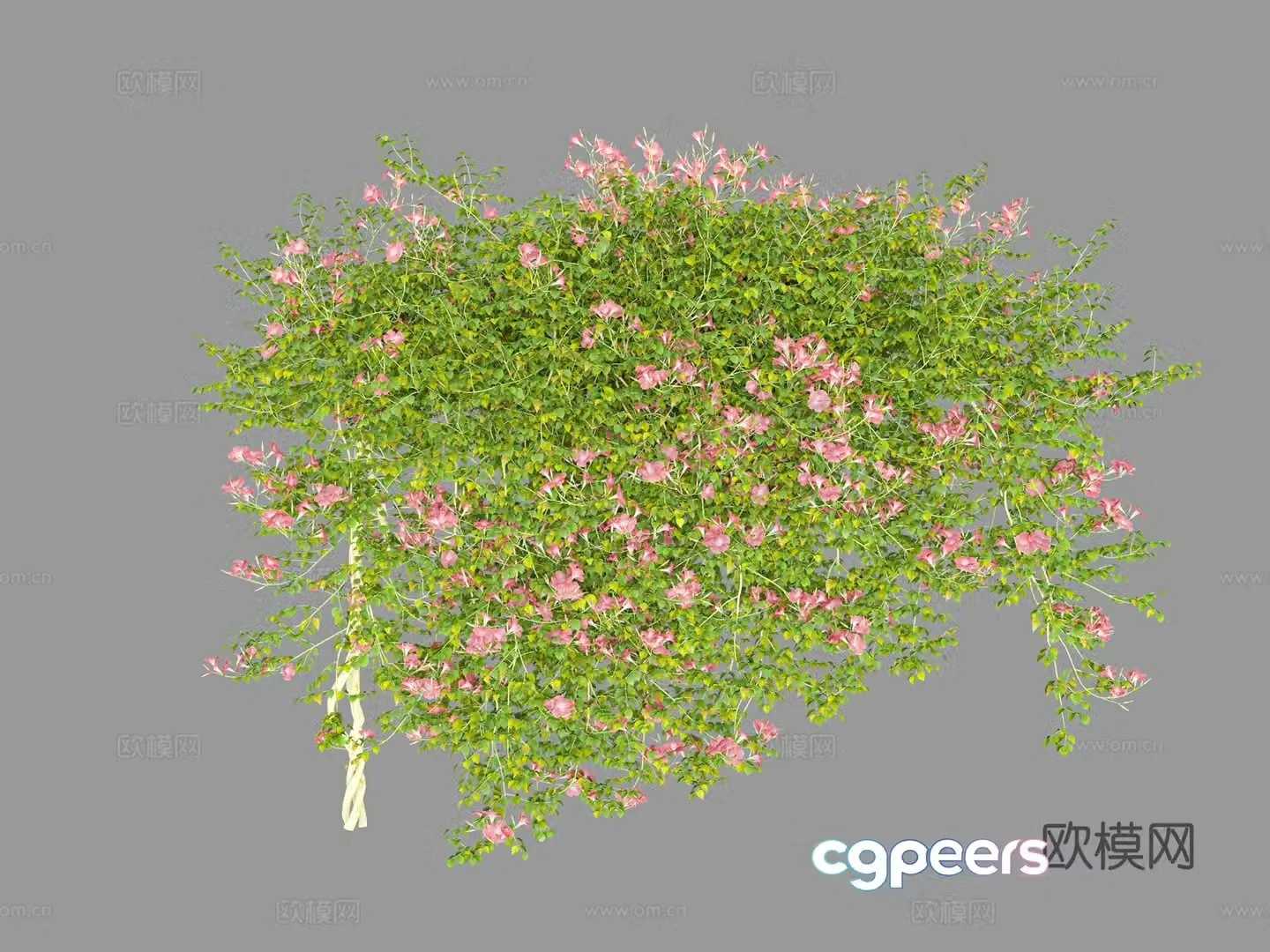 Vine vine flower green plant 3d model