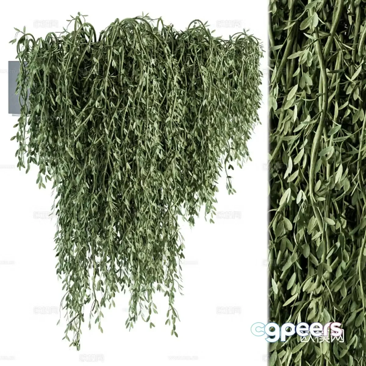 Hanging plant 3d model