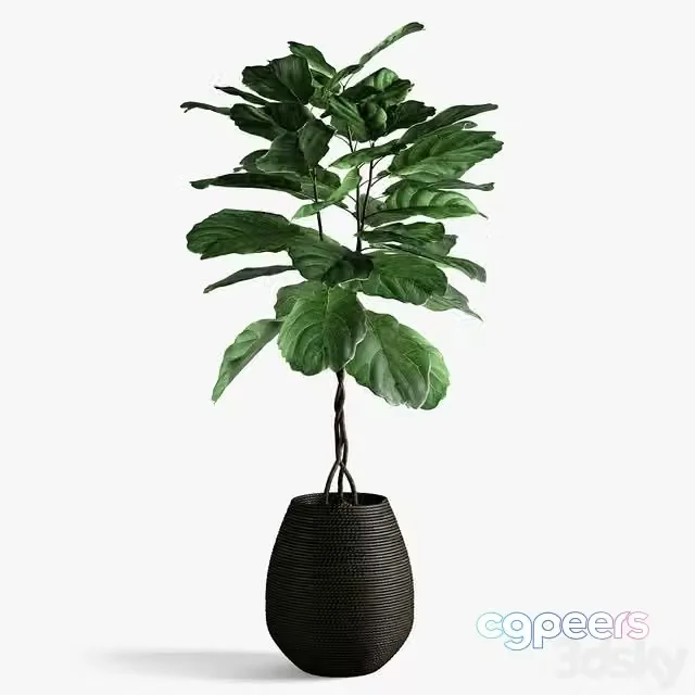 3ds Max Free – Ficus lyrata