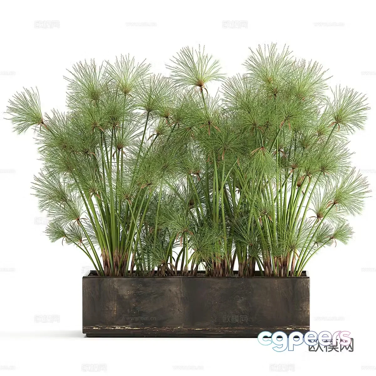 Potted bonsai 3d model