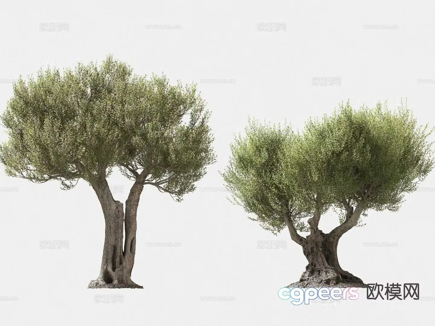 olive tree arbor trees lone tree 3d model