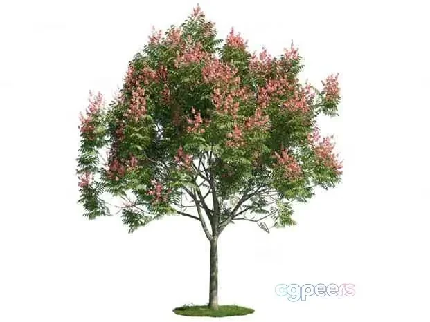 A Tree With Pink Flowers 3D Model – 18204 – CORONA Render