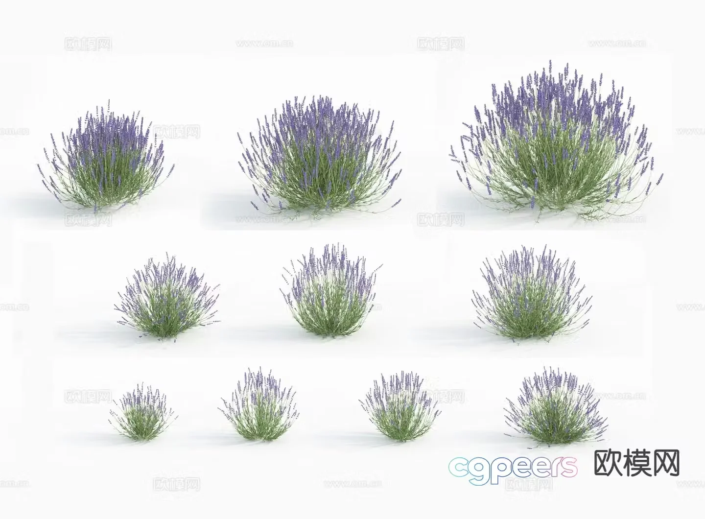 Flowers Flowers and plants 3d model