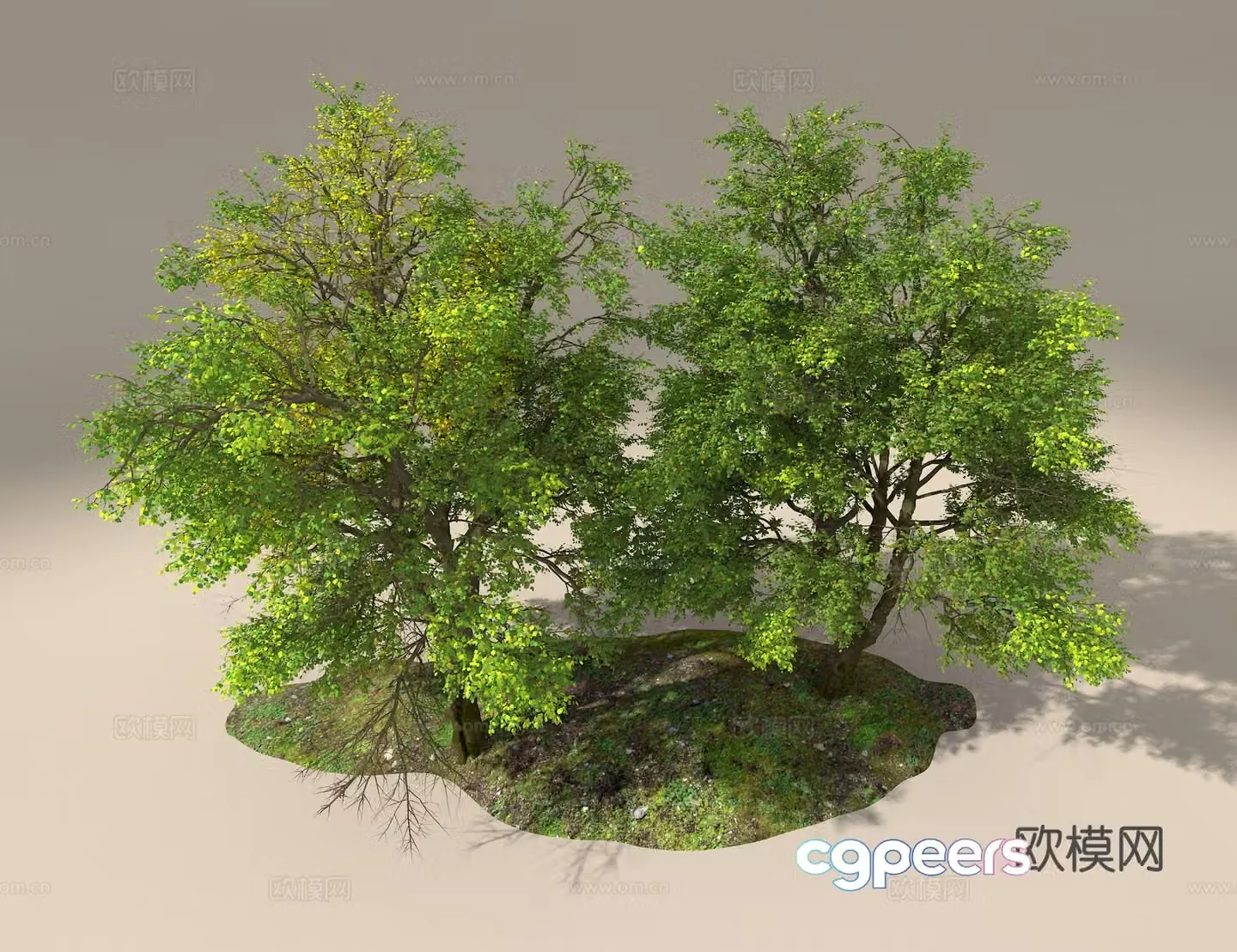 Ash tree 3d model