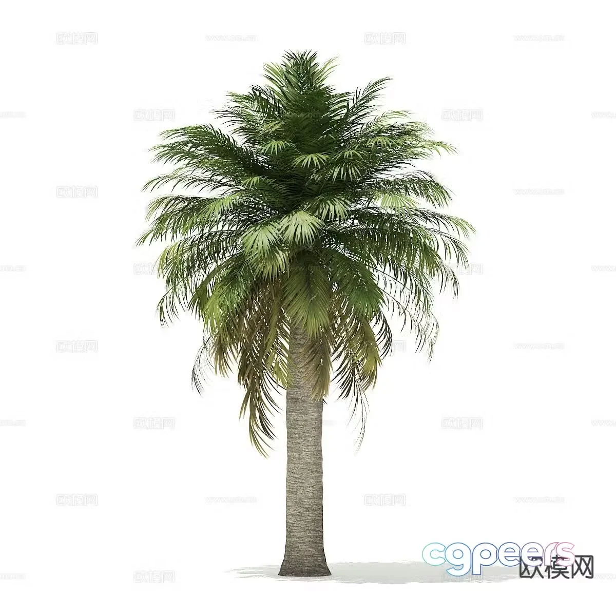 Trees Landscape Trees Street Trees Palm Trees 3D Model
