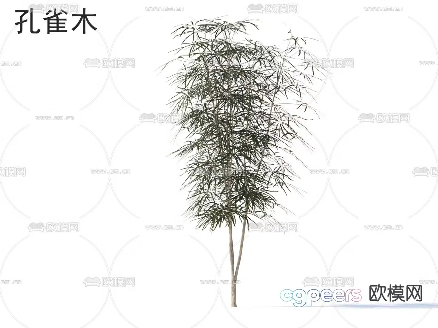 Peacock Wood Small Tree Tree 3D Model